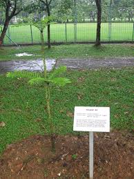 Daun bidara memiliki segudang manfaat yang belum diketahui khalayak. Eurycoma Longifolia Wikipedia