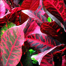 Maybe you would like to learn more about one of these? Croton Plant Pictures Meanings Croton House Plants Croton Plant Plants Plant Leaves