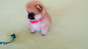 Permanion Dog My New Cuty Puppy Just For Rs 2000 Youtube Tibetan mastiff dog on guard. new cuty puppy just for rs 2000