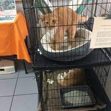 Pet medical center of springfield. Pet Medical Center Of Springfield 22 Reviews Veterinarians 8054 Rolling Rd Springfield Va Phone Number