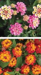 Image result for Lantana