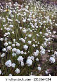 Image result for Eriocaulaceae