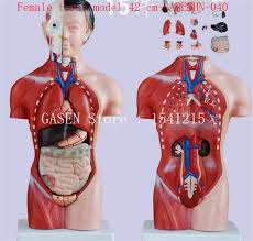 We did not find results for: Visceral Anatomy Male Female Torso Anatomical Model Chest Abdomen Organ Structure Medical Female Torso Model 42 Cm Gasenhn 040 Anatomy Male Torso Modelanatomical Model Aliexpress