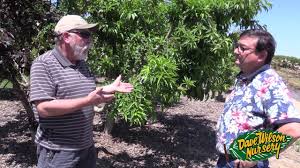 Too much and the tree will die. Watering Fruit Trees Youtube
