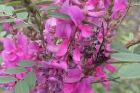 Image result for Indigofera erythrogramma