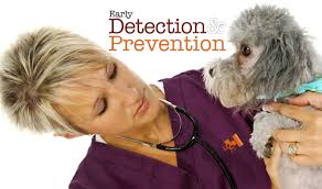 Visit affordable pet hospital in tampa, fl and save 25% on your vet bill with a pet plan by pet assure. Home Family Pet Hospital Quality Affordable Pet Care At Your Convenience