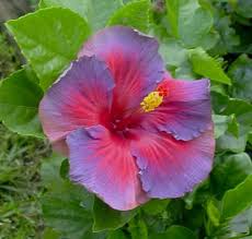 Image result for Hibiscus meyeri