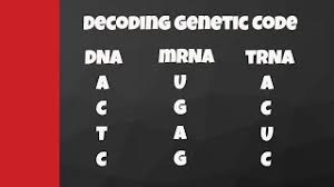 421 775 просмотров 421 тыс. Decode From Dna To Mrna To Trna To Amino Acids Youtube