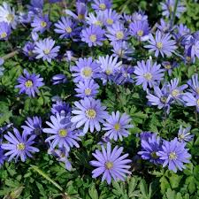 Good for cutting, and long lasting in a vase. Blue Shades Anemone Grecian Windflower American Meadows