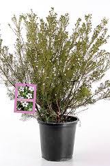 Image result for Plectranthus chimanimanensis