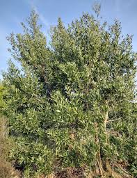 Image result for Acacia longifolia