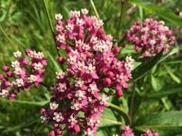 Best Milkweeds For Monarchs Milkweed Swamp Milkweed Asclepias Incarnata