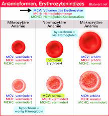 Blutwert Mcv Mittleres Erythrozyteneinzelvolumen Normalwerte
