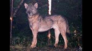 In Search Of Japan S Lost Wolves Chance Encounter