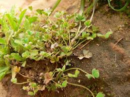 Image result for Marsilea burchellii