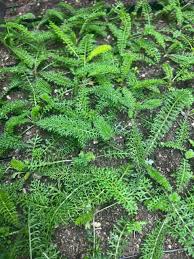 Image result for Cissus guerkeana