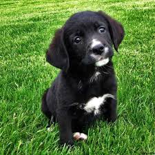 The australian shepherd has a very strong herding background and instinct and the bernese mountain dog has more of a protection and working background. Labernese Puppies For Sale Greenfield Puppies