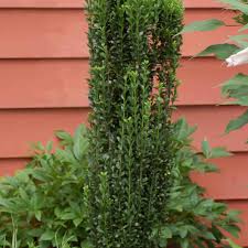 Tiny blossoms blanket stems in late winter in warmest zones and in spring in colder regions. 30 Best Shrubs For Shade