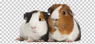 Image result for guinea pig clipart free