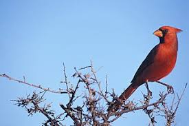 We did not find results for: Northern Cardinal For Kids Learn About The Beautiful Red Bird