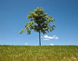 However, a couple of wrong colors can easily make a stunning picture look mediocre. Remove Background From Photo