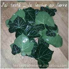J Ai Teste La Lessive Au Lierre Les Tests D Helene Lessive Feuilles De Plantes Lierre