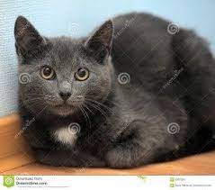Russian Blue Cats With Yellow Eyes Russian Blue Russian Blue Cat Blue Cats