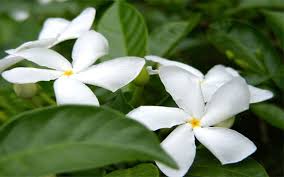 After booking, all of the property's details, including telephone and address, are provided in your booking confirmation and your account. Pinwheel Jasmine For Sale North Fort Myers