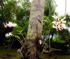 Guam Orchids Growing In Coconut Husk And On Tree Orchids Growing Orchids Tree