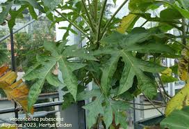 Image result for Vasconcellea pubescens