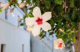 Image result for Hibiscus engleri