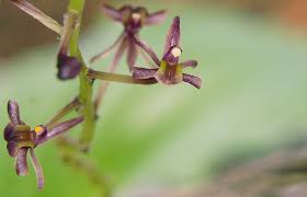 Image result for Liparis nervosa