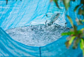 Hebahan promosi perkhidmatan digital agensi jabatan perikanan malaysia. Malaysia Set To Boost Tilapia Production