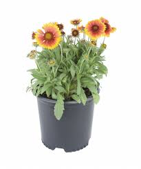 Maybe you would like to learn more about one of these? Arizona Sun Blanket Flower Bower Branch