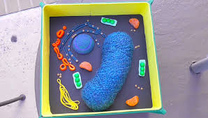 Plant Cell Science Project Using Household Items Plant Cell Project Models Plant Cell Project Plant Cell Model