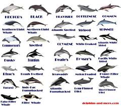 32 Types Of Marine Dolphin Dolphins Types Of Whales