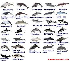 32 types of marine dolphin dolphins types of whales