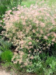 Saying no will not stop you from seeing etsy ads, but it may make them less relevant or more repetitive. Nine Shrubs For Colorado That Even The Knights Of Ni Would Love The Denver Post