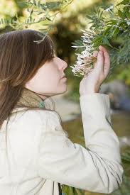 363 Smelling Jasmine Stock Photos