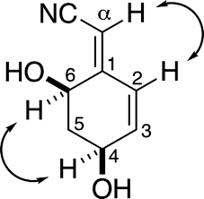 Image result for Campylospermum densiflorum