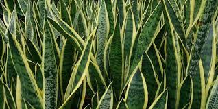 Maybe you would like to learn more about one of these? Bersihkan Jerawat Dan Beruntusan Dalam Waktu Singkat Dengan Kompres Daun Sirih Merdeka Com