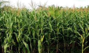 Pembayaran mudah, pengiriman cepat & bisa cicil 0%. Klasifikasi Dan Morfologi Tanaman Jagung Ilmu Pertanian