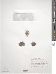 Image result for Tristicha trifaria