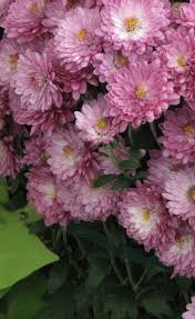 Check spelling or type a new query. Chrysanthemum At Portland Nursery And Garden Center