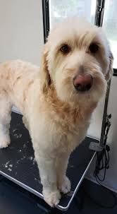 Custom K9's Mobile Grooming