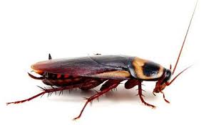 Selalu bersihkan kereta anda dengan vacuum karpet dalam kereta. Az Tinted Mudah Alih Info Kereta Kereta Banyak Lipas Apa Perlu Dilakukan Terdapat Beberapa Cara Yang Boleh Dilakukan Untuk Mengelakkan Serangga Ini Dari Terus Membiak Di Dalam Kenderaan Kesayangan Anda