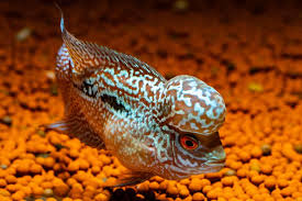 Flowerhorn Cichlid The Ultimate Care Sheet Aquariadise