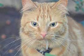 Why Does My Cat Drool When I Give Them Medicine Reasons And Prevention