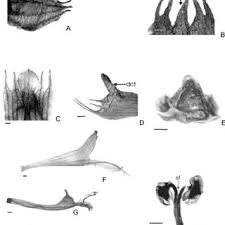 Image result for Syncolostemon bracteosus
