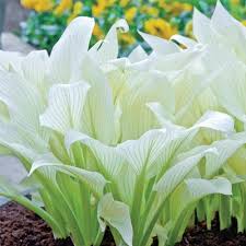 Maybe you would like to learn more about one of these? Hosta White Feather Spring Planting No 1 Size 1 Pack Buy Online In Bahamas At Bahamas Desertcart Com Productid 106721847